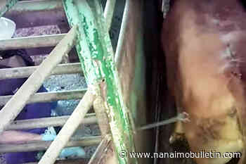 Complaint made against B.C. slaughterhouse over alleged animal cruelty