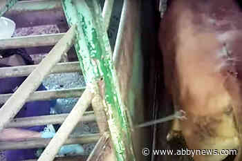 Complaint made against B.C. slaughterhouse over alleged animal cruelty