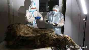 Scientists uncover secrets of 3,500-year-old bear found in permafrost