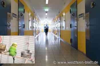 JVA Herford: Wellensittich geht freiwillig in den Knast