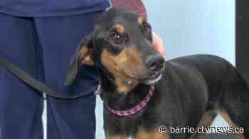 Ontario SPCA calls on cupcake crusaders for fundraising event