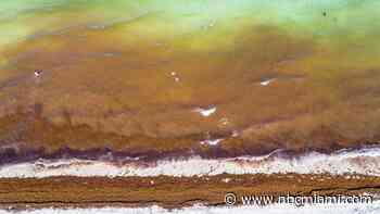 Big Blob of Seaweed Could Stink Up South Florida Beaches This Summer