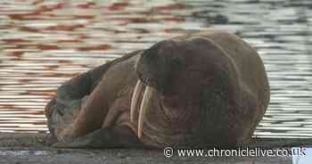 'Thor' the walrus who surprised Blyth residents spotted more than 2,000 miles away in Iceland