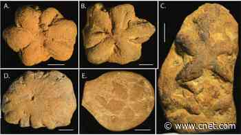 These Ancient Sea Animal Fossils Aren't What They Seem, Scientists Say     - CNET