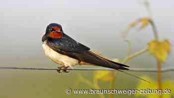 Nabu-Artenschutzzentrum Leiferde spürt Folgen des Klimawandels