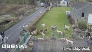 Hunt hounds caught 'marauding' through private garden
