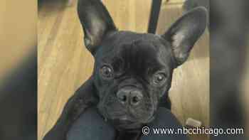 $5K Reward Offered for French Bulldog Stolen From Elderly Woman at Gunpoint in Chicago