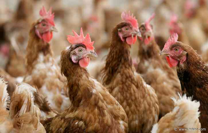 'No diseases, no dirt, no nothing': The war on bird flu