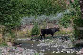 New Mexico Governor Pans Forest Service Amid Wild Cow Fight