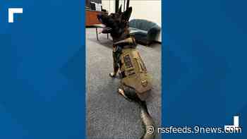 Memorial service on Monday for police dog Graffit killed in line of duty