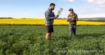 Aphid trial results not peachy for canola