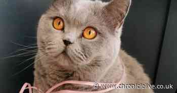 Desperate fight to save beloved Birtley cat which contracted rare disease caused by feline coronavirus