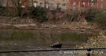 Car goes into river - police and firefighters at the scene overnight