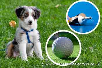 The strangest items eaten by dogs in 2022 revealed by vets