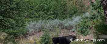 New Mexico governor pans Forest Service amid wild cow fight