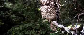 Federal agency proposes California spotted owl protection