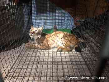 Un lynx secouru dans le Jura après une blessure par balle