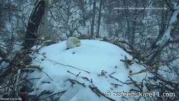 DNR EagleCam's birds ride out the storm covered in snow