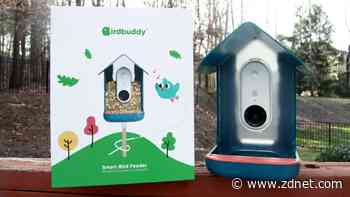 Bird Buddy review: The backyard birdcam you didn't know you needed