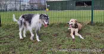 Meet the 37 dogs and cats looking for their forever home after a lonely winter in kennels