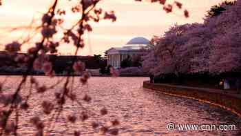 DC's iconic cherry trees could hit a record-early peak bloom as temperatures soar