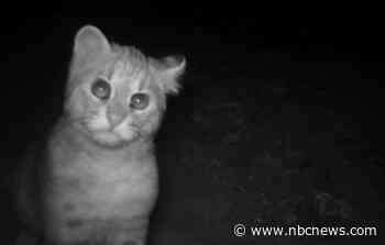 No go for humans but wildlife finds sanctuary in DMZ between North and South Korea