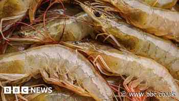 Can technology clean up the shrimp farming business?