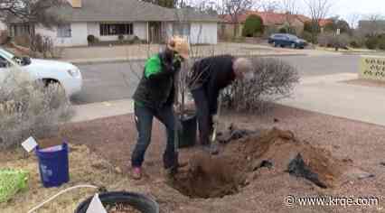Volunteers plant 100 trees in Albuquerque neighborhood