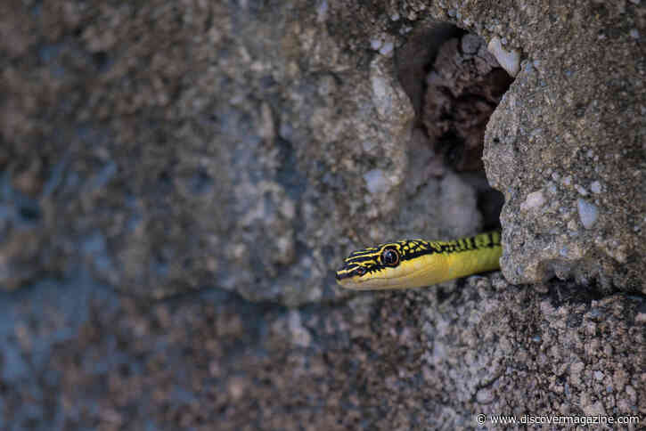 Why and Where Snakes Hibernate