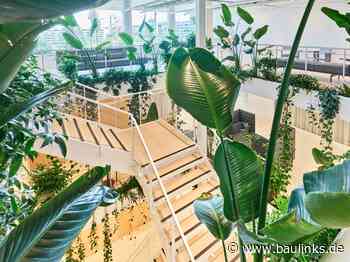 BuGG-Innenraumbegrünung des Jahres 2022 bei Implenia connect in Zürich