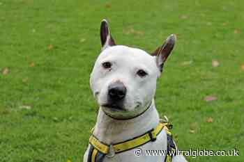 Wirral Globe dog of the week: Is sweet Sebastian for you?