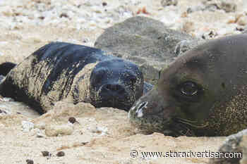Kaimana gives birth to first monk seal pup of year in main Hawaiian isles