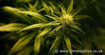 Northumberland teen hid up to £20,000-worth of cannabis in his outdoor summer house