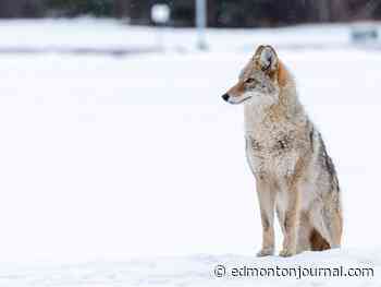 Edmonton weather: High -5 C with chance of evening flurries in which to play