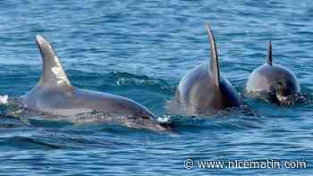 Dauphins échoués dans l'Atlantique: "On doit améliorer nos pratiques", estime Macron