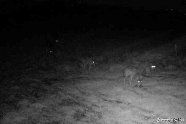 Wildcamera legt zeven leden van Limburgse wolvenroedel vast