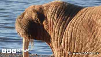 Thor the walrus spotted in Iceland after leaving UK