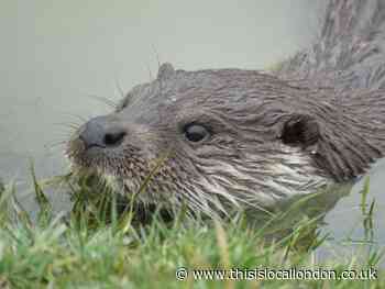 Wild Things: Action is needed now