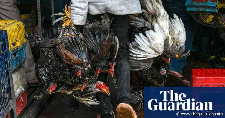 WHO says avian flu cases in humans ‘worrying’ after girl’s death in Cambodia