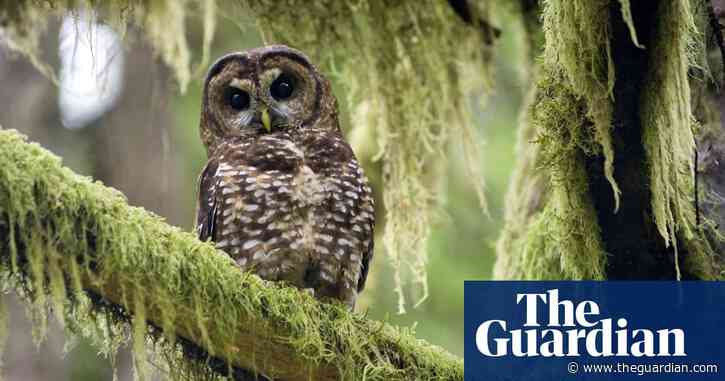 Canadian minister calls for emergency order to save country’s last spotted owls