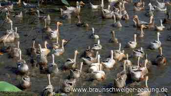 Kontakte von Kind mit Vogelgrippe nicht infiziert
