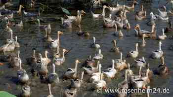Kontakte von Kind mit Vogelgrippe nicht infiziert