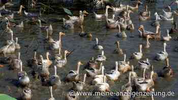 Kontakte von Kind mit Vogelgrippe nicht infiziert