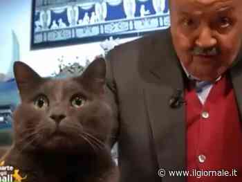 Maurizio Costanzo, cani, tartarughe e il grande amore per il gatto Filippo