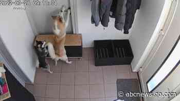 WATCH:  2 pups make great escape