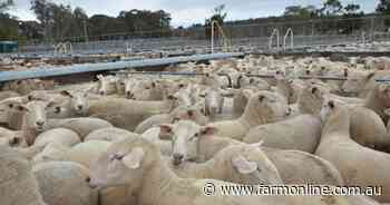 Wether yardings up almost 100pc on last year