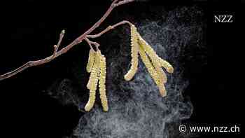 KOLUMNE - Frühlingserwachen – für Heuschnupfengeplagte ist die Zeit schwierig, aber nicht hoffnungslos