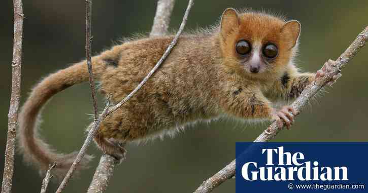 Ecosystem collapse ‘inevitable’ unless wildlife losses reversed