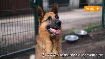 Schwer vermittelbare Hunde: Niemand will mich haben