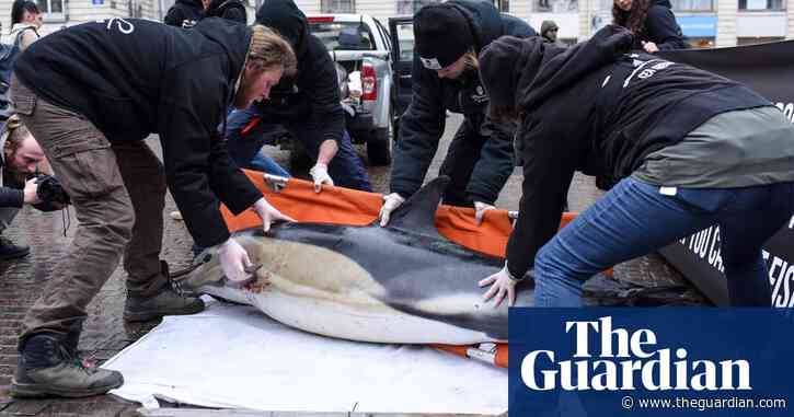Record number of dolphins wash up on France’s Atlantic beaches
